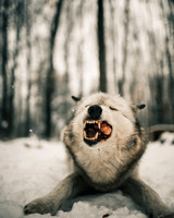 _ZDS3988