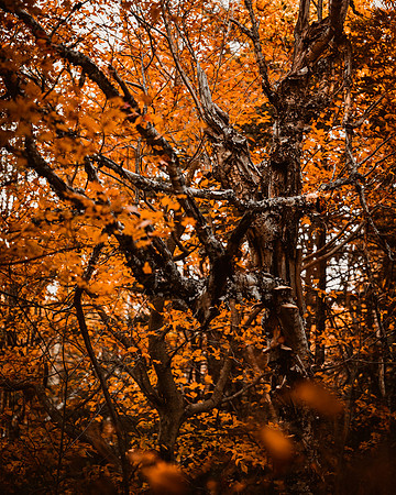 _ZDS8885