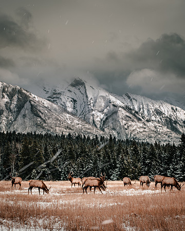 Elk in Alberta, Canada