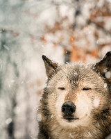 _ZDS1977-Edit-3-2
