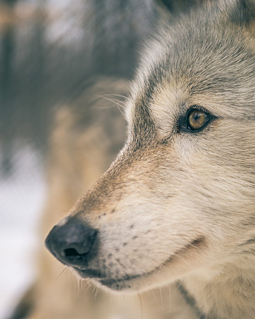 Lomasi, the alpha grey wolf - All proceeds donated to Runs with Wolves Sanctuary in Limington, ME